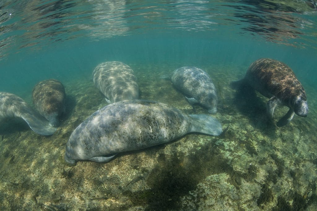 Sea creatures on Destin Florida underwater
