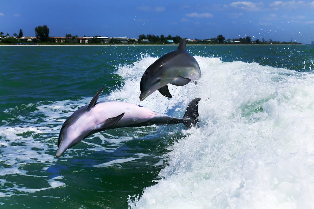 Where to See Dolphins in Florida