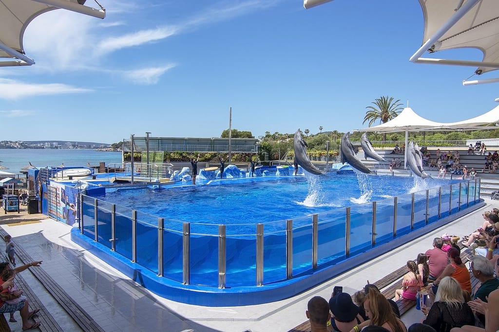 Marineland Dolphin Adventure Attraction in Florida
