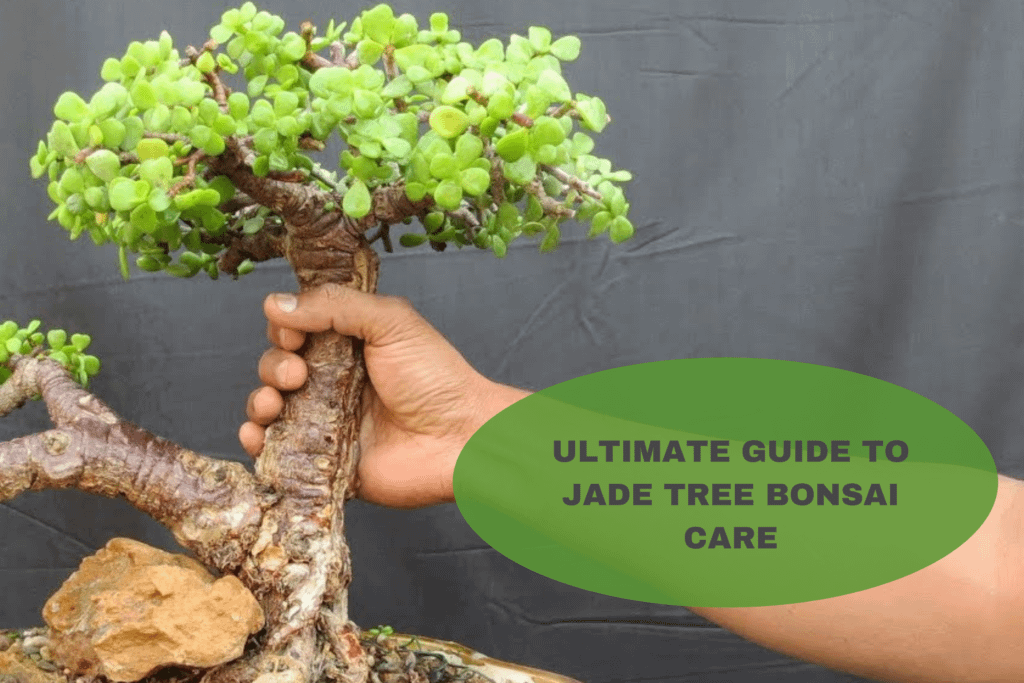 jade tree bonsai care