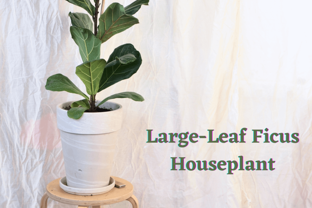 Large-Leaf Ficus Houseplant