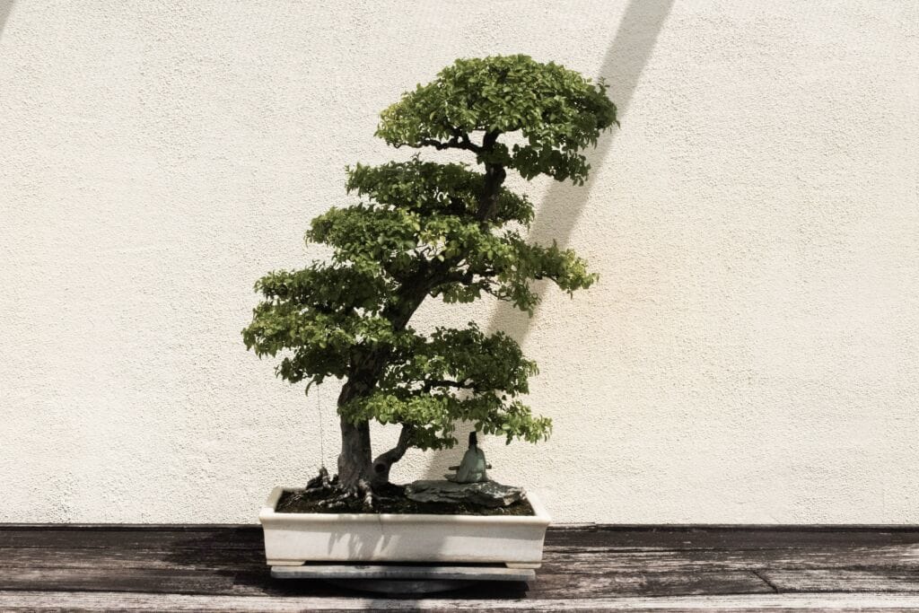 Bonsai Tree