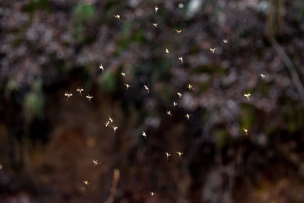 plants that repel flies and mosquitoes