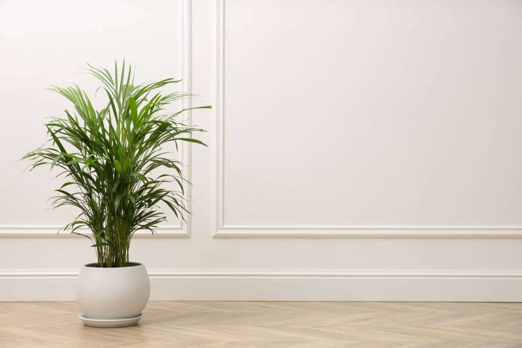 Indoor Palm Trees - HouseplantJoy.com