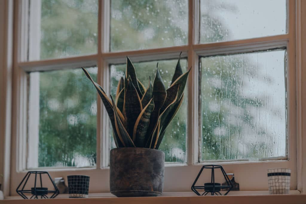 houseplants that like low light