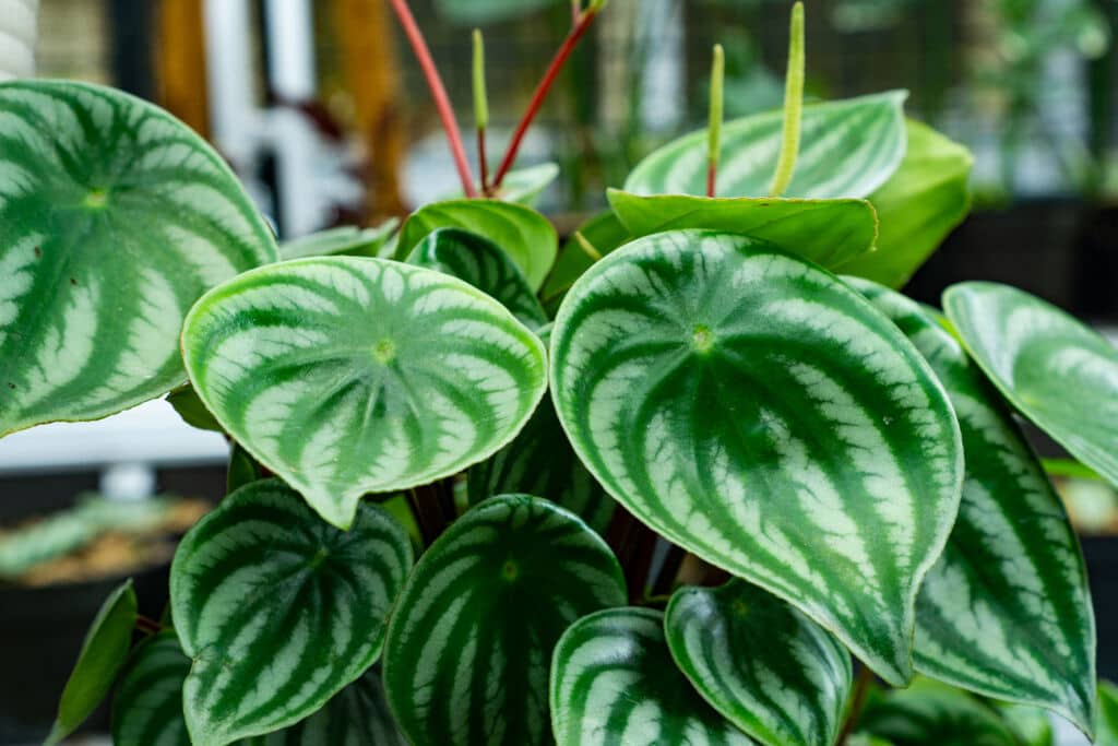 Peperomia Plants, All About It - HouseplantJoy.com