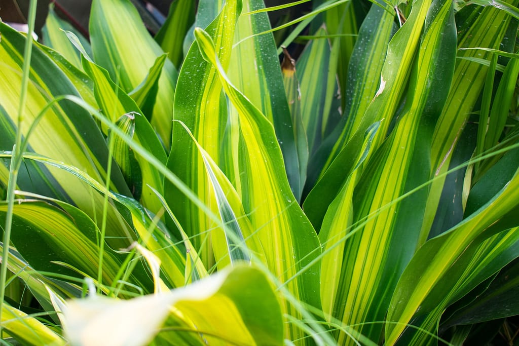 dracaena plants