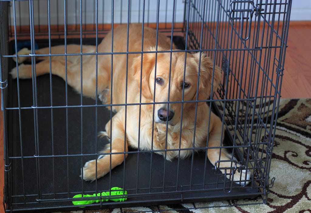 Types Of Dog Crates To Use - Life With My Dogs