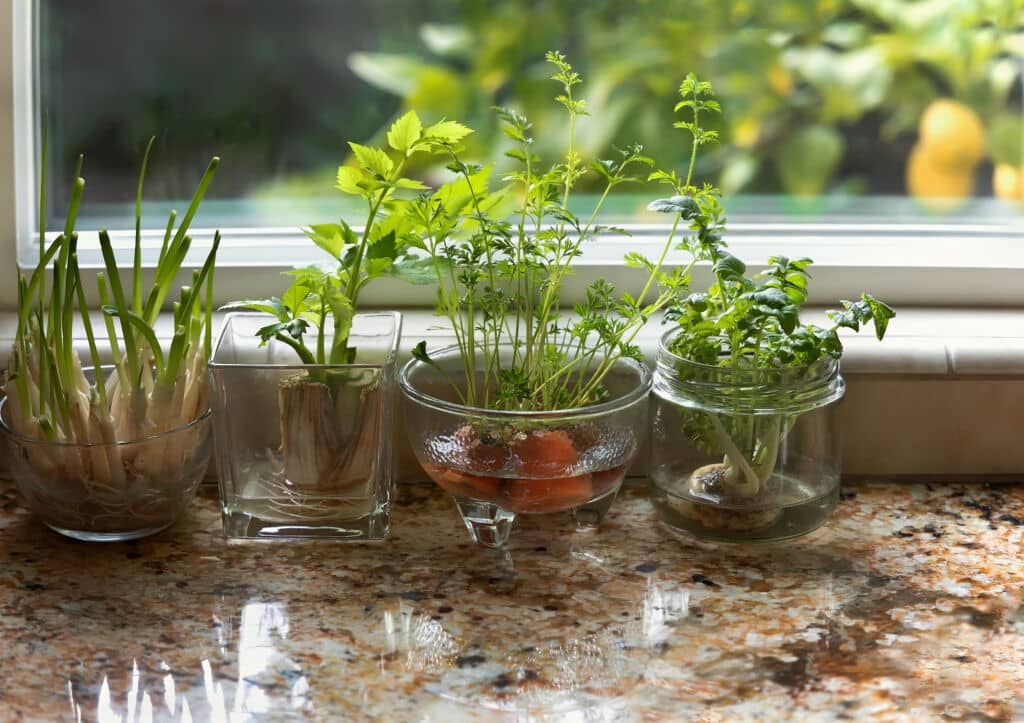 growing indoor herb garden