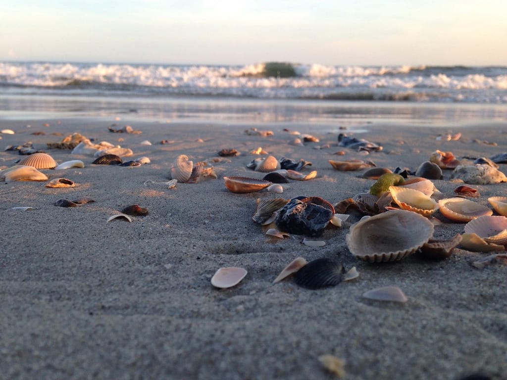 Collecting Seashells