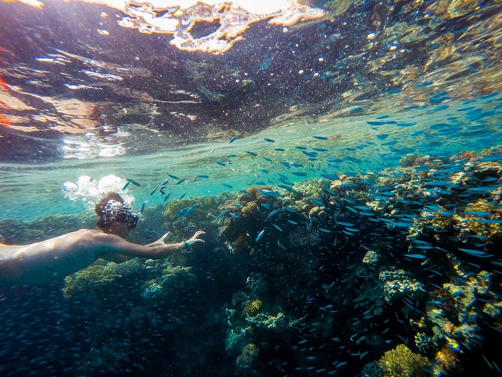 a person snorkeling with a school of fish, Do you have to know how to swim to snorkel