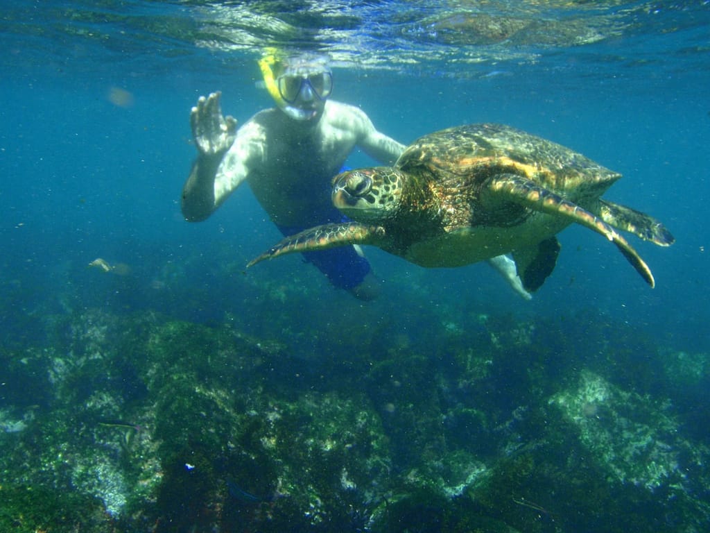 Human interacting with a turtle snorkeling in Florida