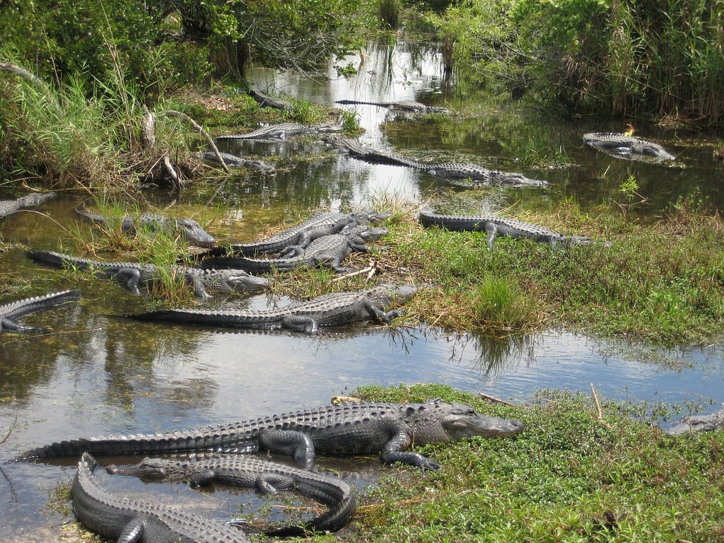 Alligators in Big Cypress National Preserve