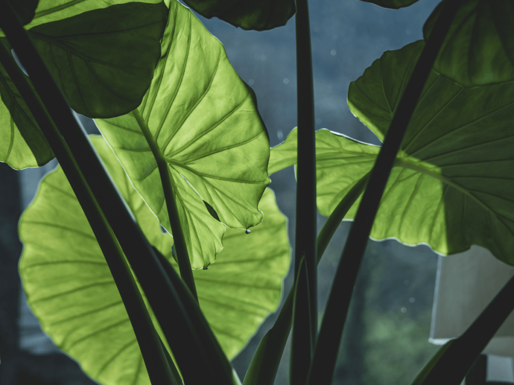 elephant ear plants indoor plant