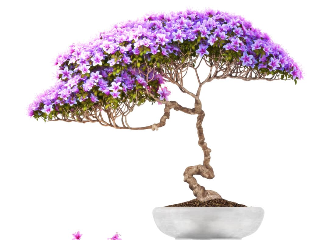 Unusual Bonsai