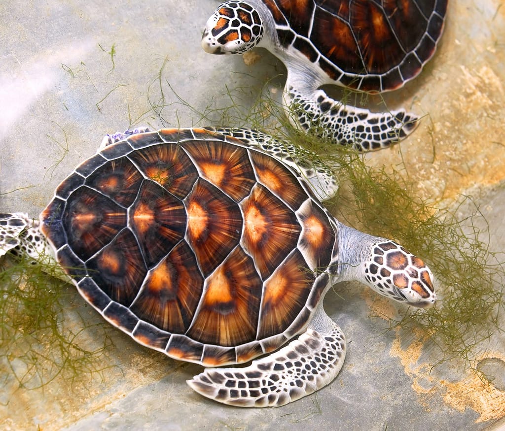 Florida Sea Turtles