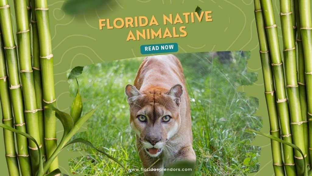 Native Animals of Florida