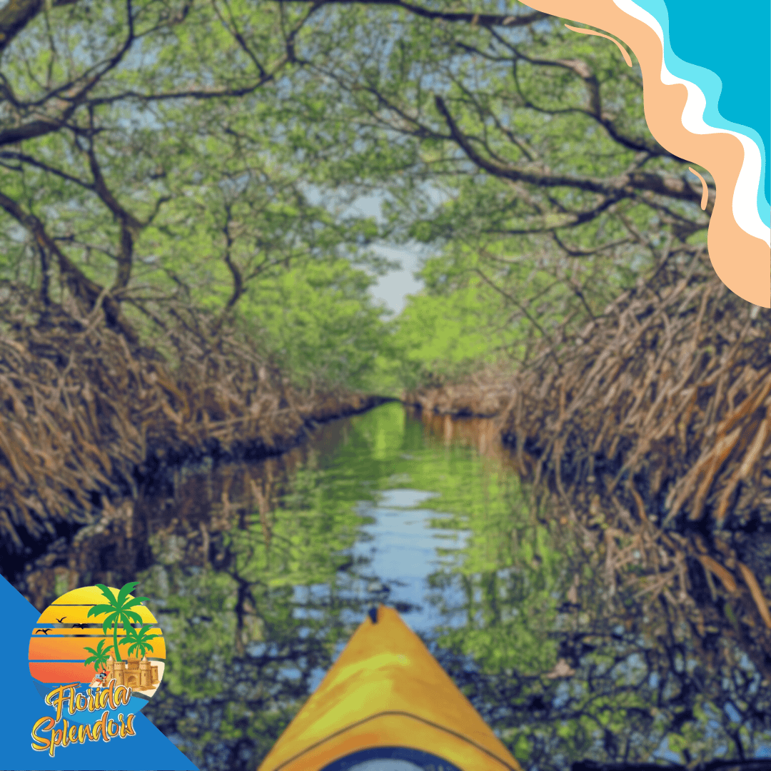 Kayaking Estero River, Estero, Florida - Florida Splendors