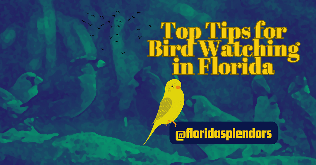 Top Tips for Bird Watching in Florida