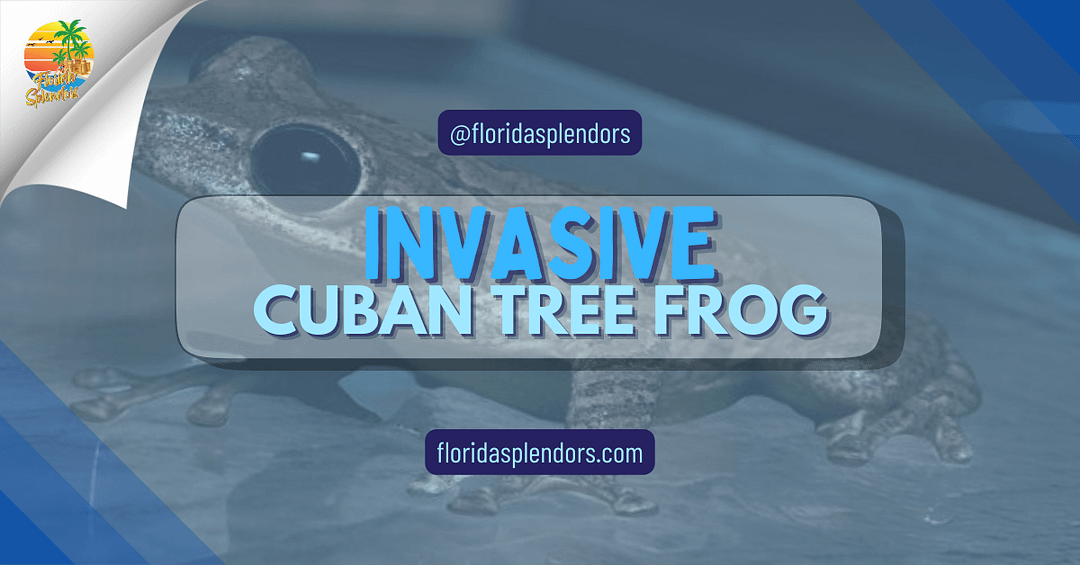 Invasive Cuban Tree Frog