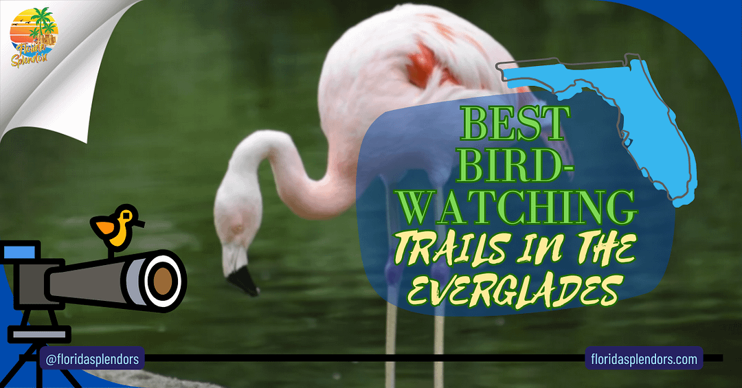 Best Bird-Watching Trails In The Everglades