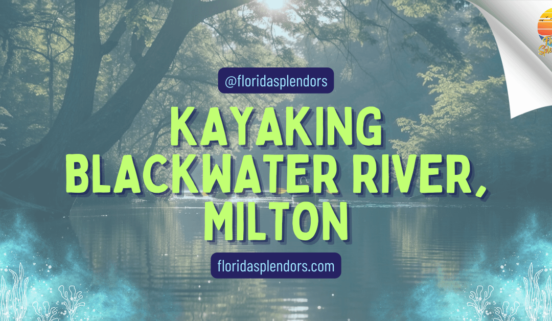 Kayaking Blackwater River, Milton