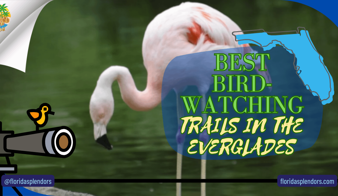 Best Bird-Watching Trails In The Everglades