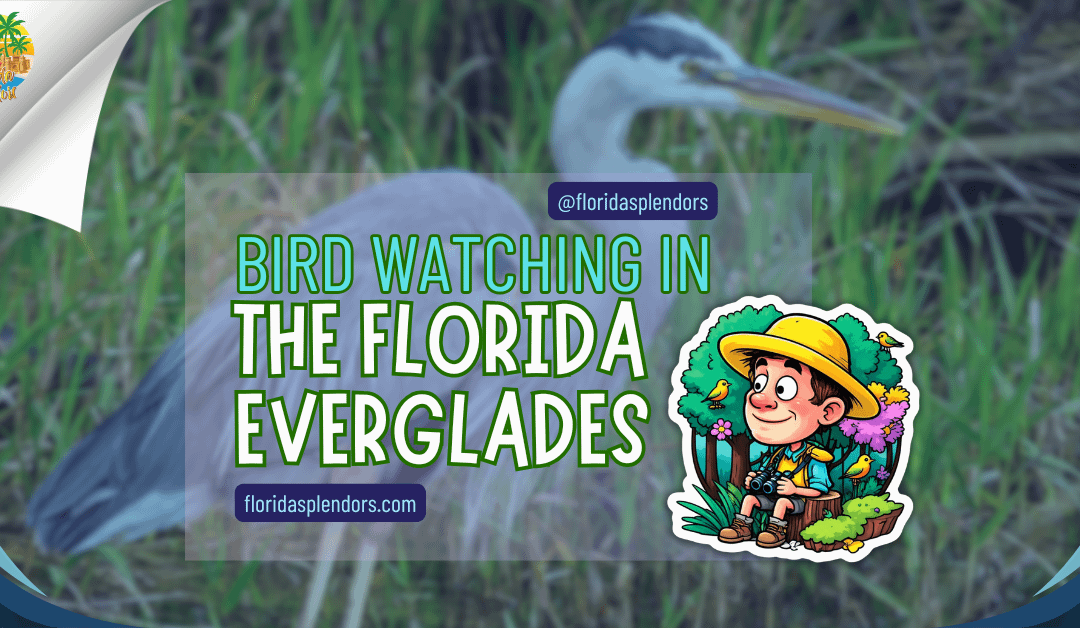 Bird Watching in the Florida Everglades