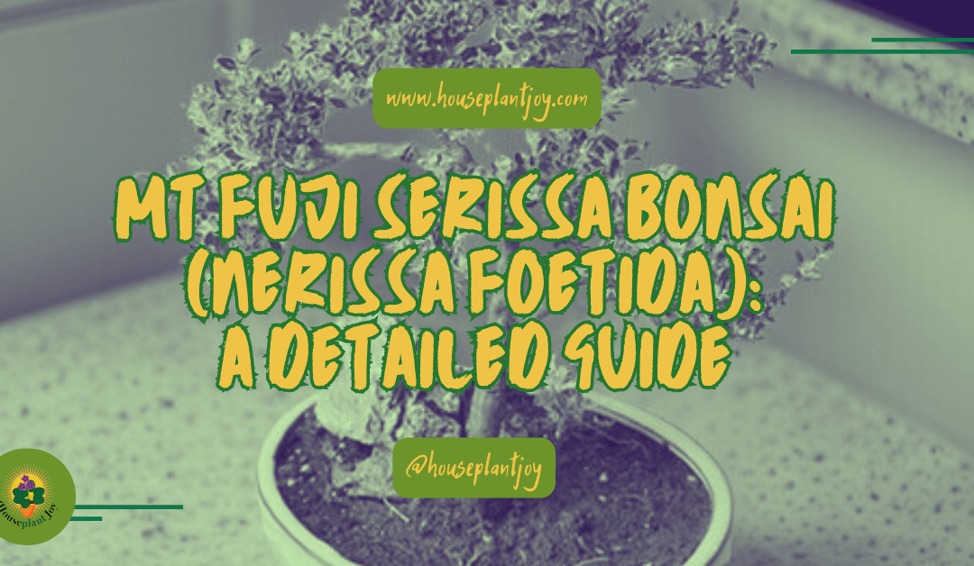 Mt Fuji Serissa Bonsai (Nerissa Foetida): A Detailed Guide