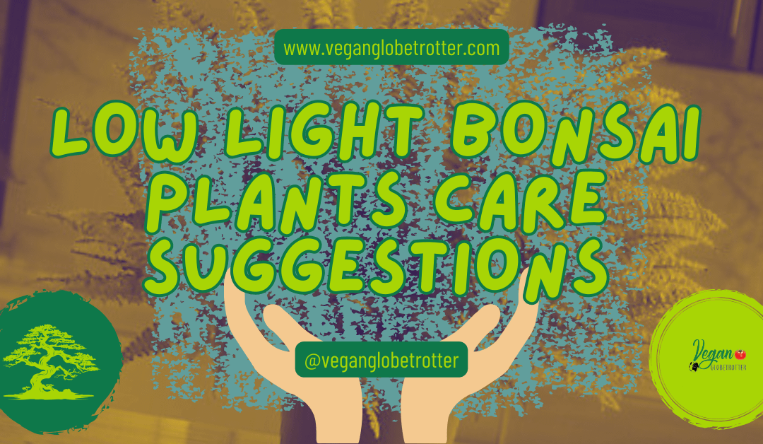 Low Light Bonsai Plants Care Suggestions