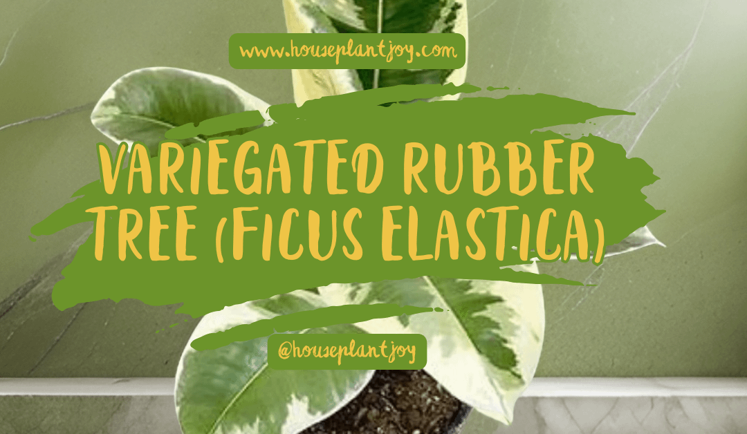 Variegated Rubber Tree (Ficus Elastica)
