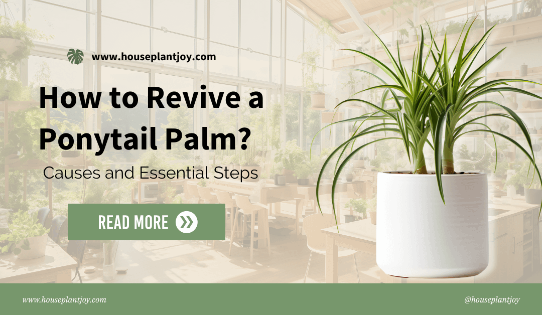 How to Revive a Ponytail Palm? Causes and Essential Steps