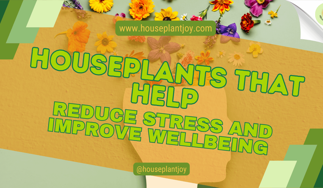 Houseplants That Help Reduce Stress And Improve Wellbeing