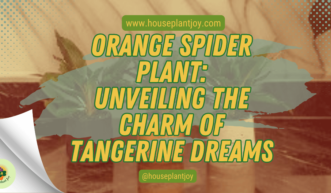 Orange Spider Plant: Unveiling the Charm of Tangerine Dreams