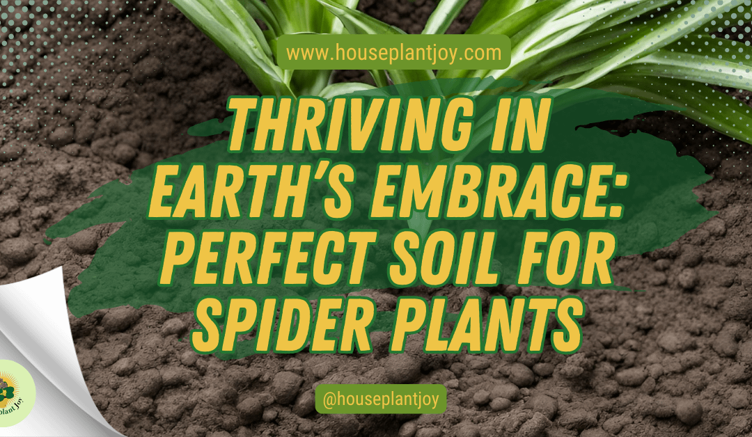 Thriving in Earth’s Embrace: Perfect Soil for Spider Plants