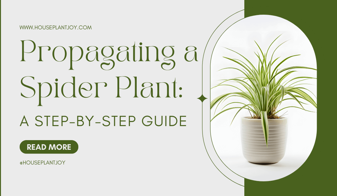 Propagating a Spider Plant: A Step-by-Step Guide
