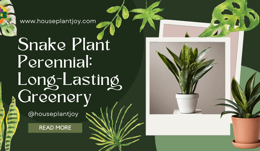 Snake Plant Perennial: Long-Lasting Greenery