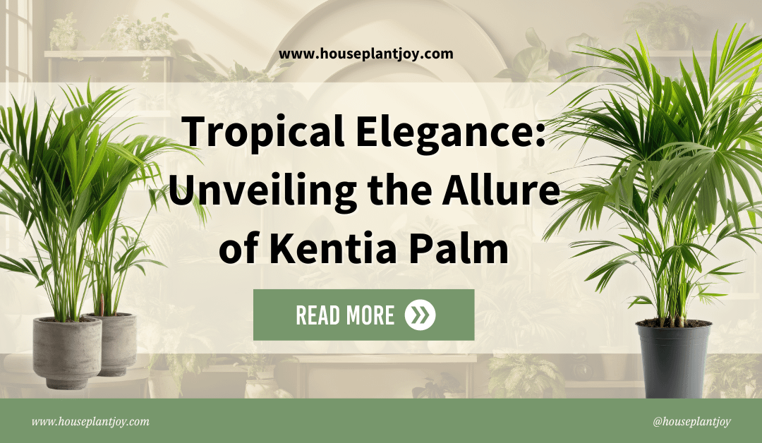 Tropical Elegance: Unveiling the Allure of Kentia Palm