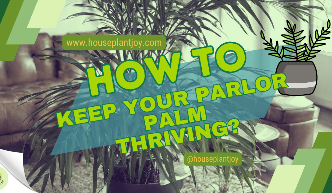 How to Keep Your Parlor Palm Thriving?