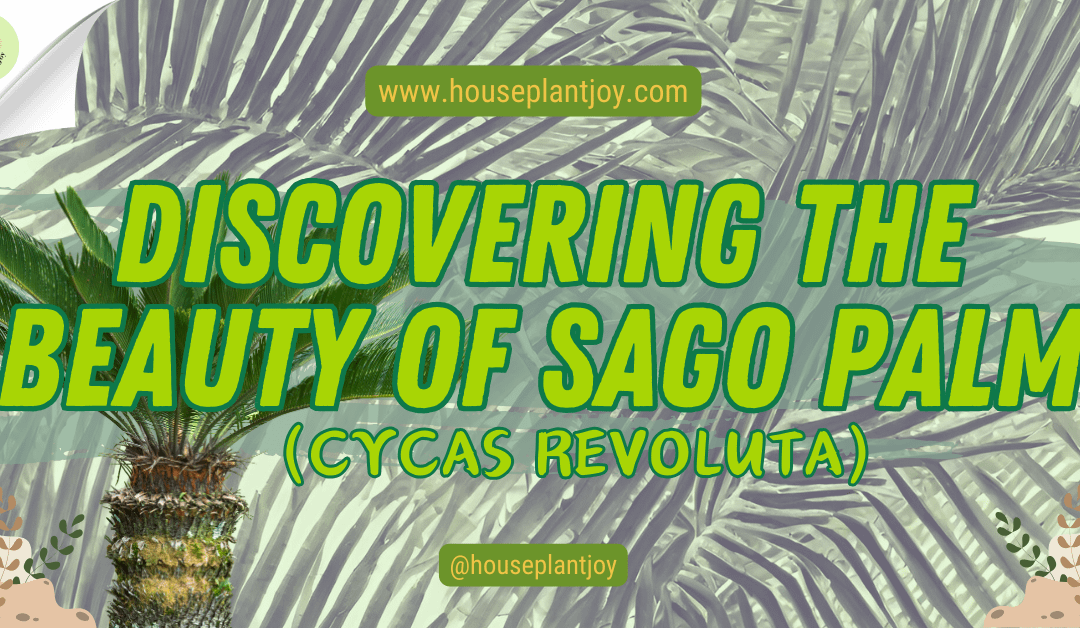 Discovering the Beauty of Sago Palm (Cycas Revoluta)