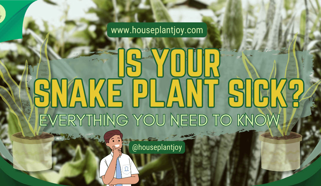 Is Your Snake Plant Sick? Everything You Need to Know