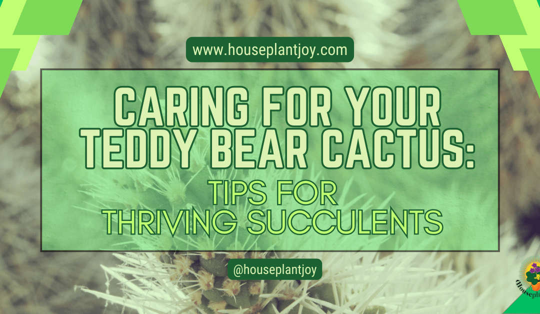 Caring for Your Teddy Bear Cactus: Tips for Thriving Succulents