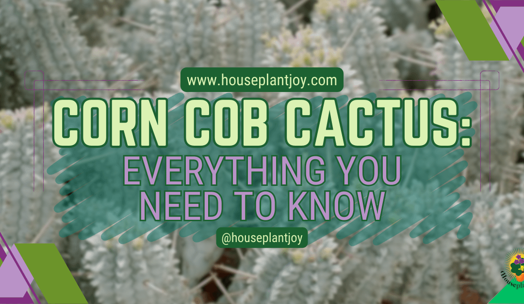 Corn Cob Cactus: Everything You Need to Know