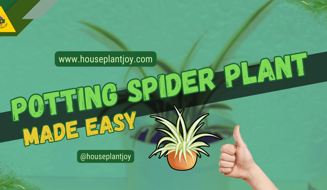Potting Spider Plant Made Easy