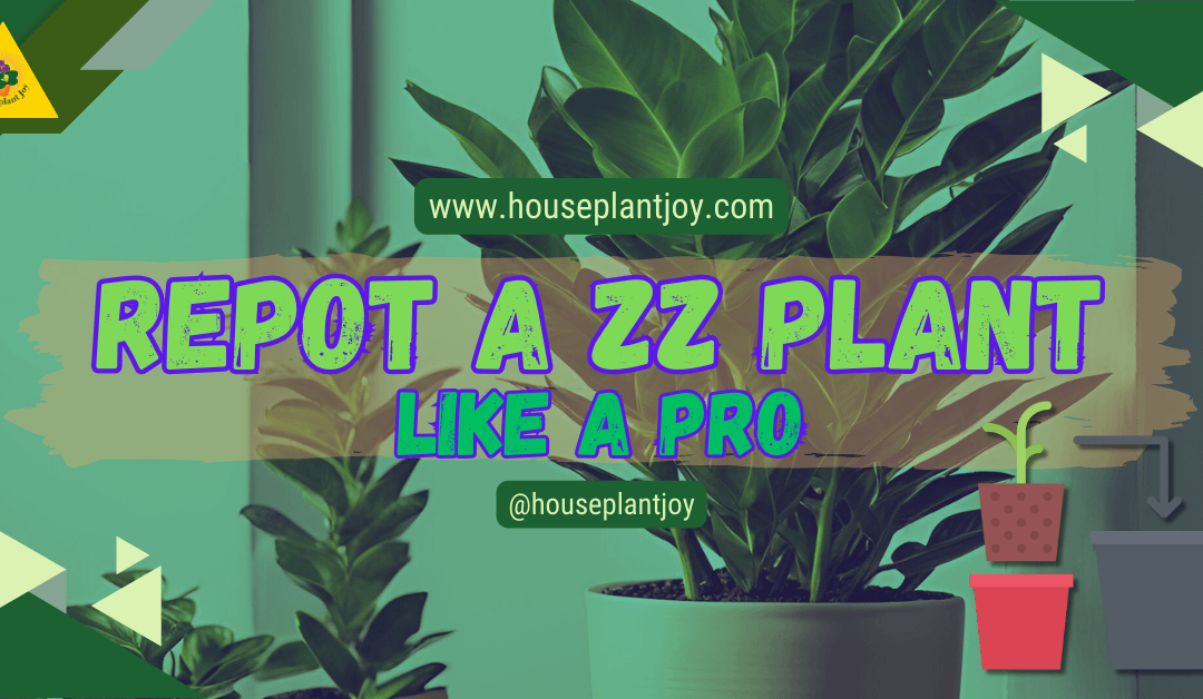 Repot a ZZ Plant Like a Pro