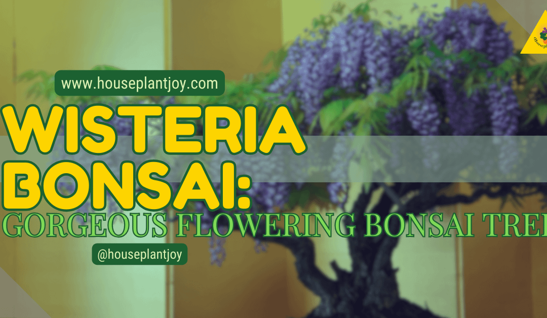 Wisteria Bonsai: Gorgeous Flowering Bonsai Tree