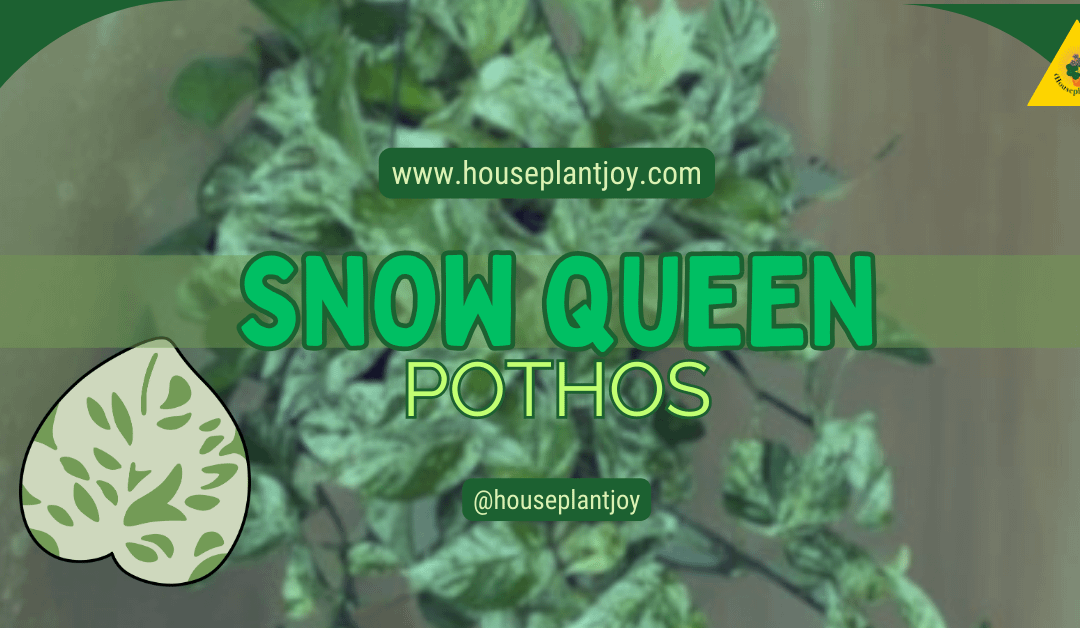 Snow Queen Pothos