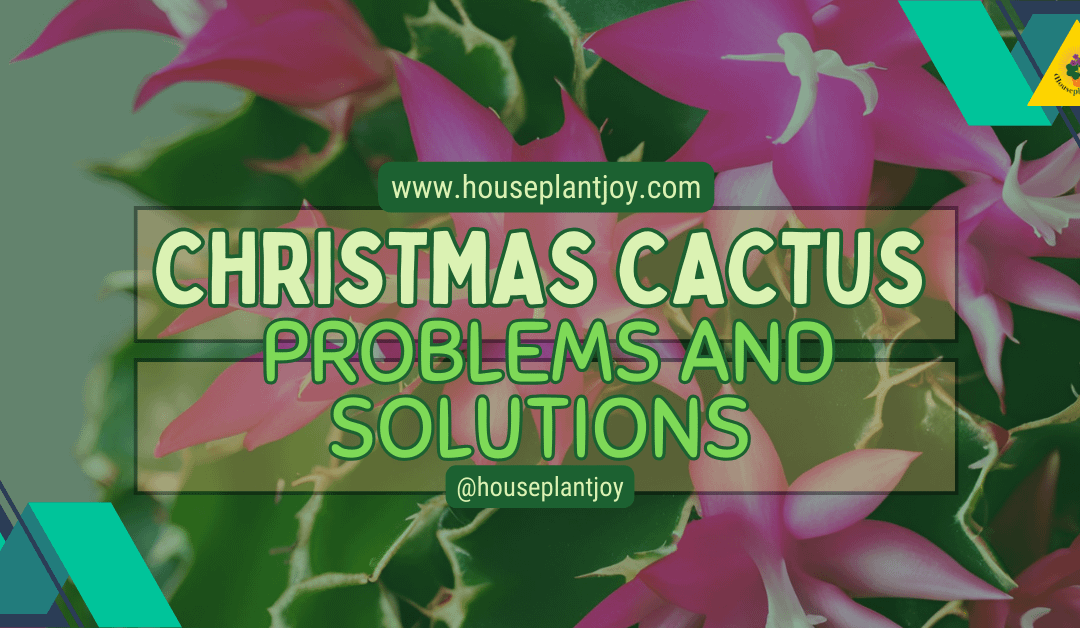 Christmas Cactus Problems and Solutions