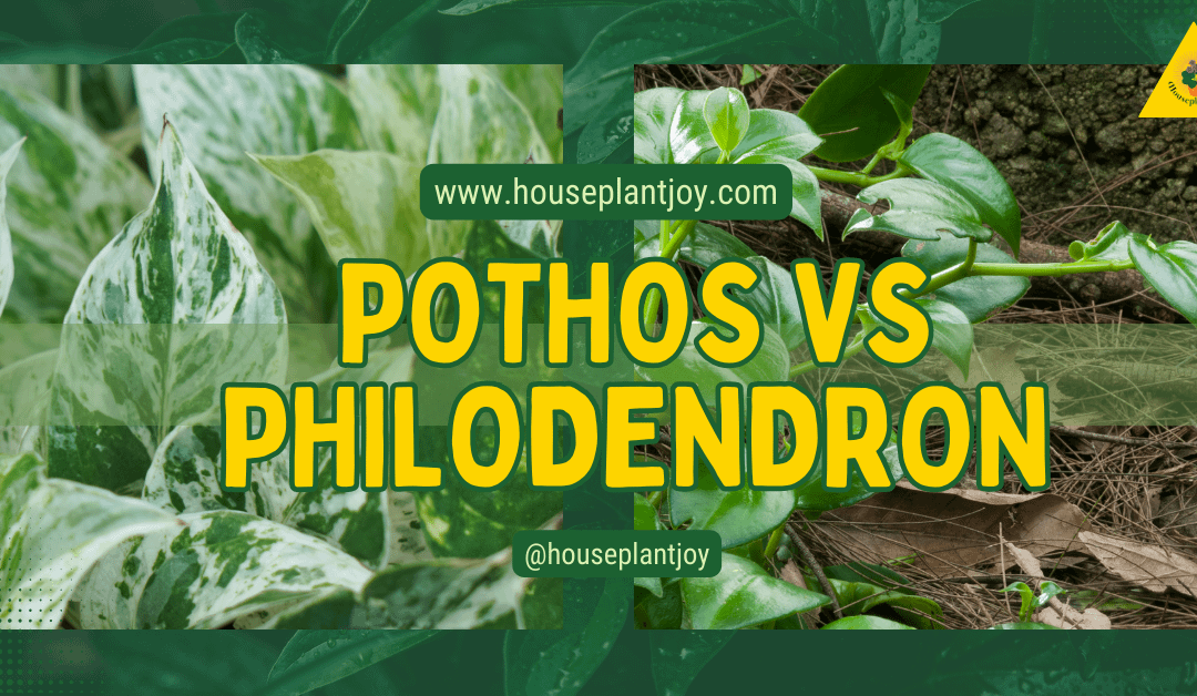 Pothos vs Philodendron
