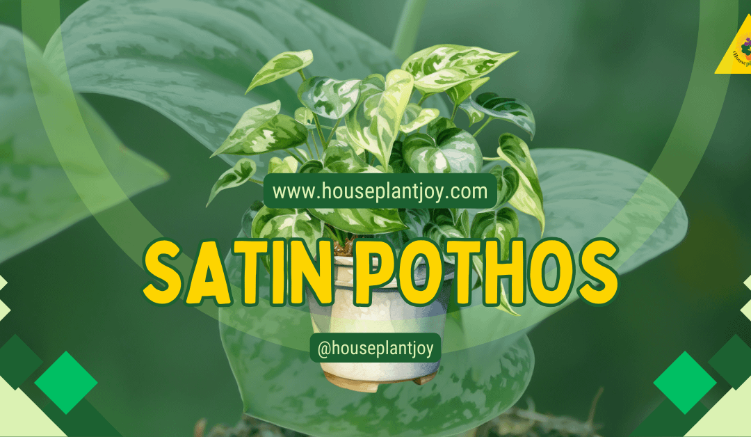 Satin Pothos